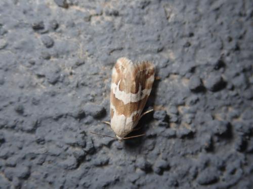 Réf. 192 431 : Eublemma elychrysi